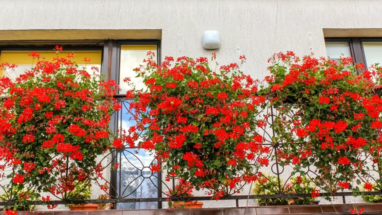 Kiedy pelargonie na balkon kwitną, tworzą barwny dywan.