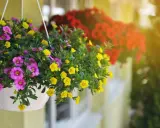Kolorowe, wiszące donice pełne fioletowych i żółtych kwiatów tworzą ciekawe kwiaty na balkon. W tle widać czerwone kwiaty.