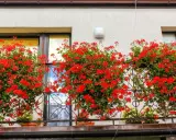 Kiedy pelargonie na balkon kwitną, tworzą barwny dywan.