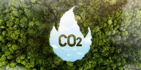 Gęsty las tworzy kształt płomienia, w którym widać niebo i chmury. W środku litery "CO2" uformowane z liści. Zastanawiasz się, ile Polska płaci za emisję CO2?
