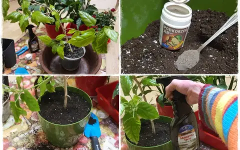 Przygotowanie do przesadzania roślin: ziemia, nawóz "Podkorzeń AB" i spray "Skrzypal".