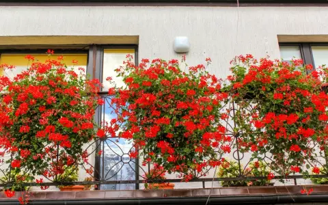 Kiedy pelargonie na balkon kwitną, tworzą barwny dywan.