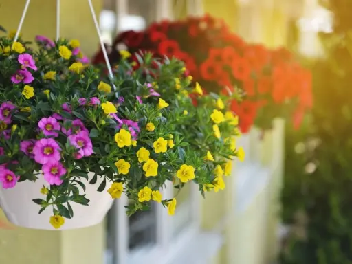 Kolorowe, wiszące donice pełne fioletowych i żółtych kwiatów tworzą ciekawe kwiaty na balkon. W tle widać czerwone kwiaty.