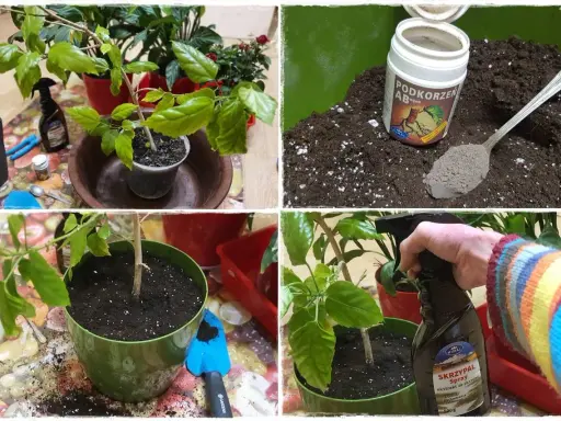 Przygotowanie do przesadzania roślin: ziemia, nawóz "Podkorzeń AB" i spray "Skrzypal".