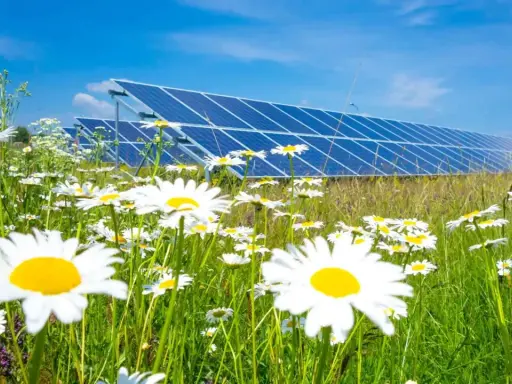 Łąka pełna stokrotek przed rzędem paneli słonecznych. Czysta energia i natura w harmonii, symbolizujące odnawialne źródła energii.