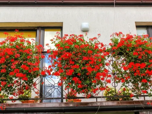 Kiedy pelargonie na balkon kwitną, tworzą barwny dywan.