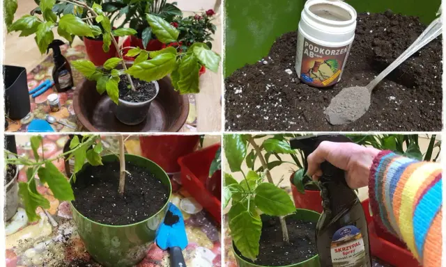 Przygotowanie do przesadzania roślin: ziemia, nawóz "Podkorzeń AB" i spray "Skrzypal".