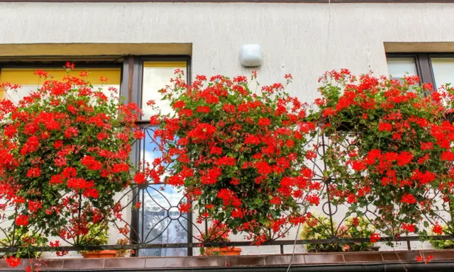 Kiedy pelargonie na balkon kwitną, tworzą barwny dywan.