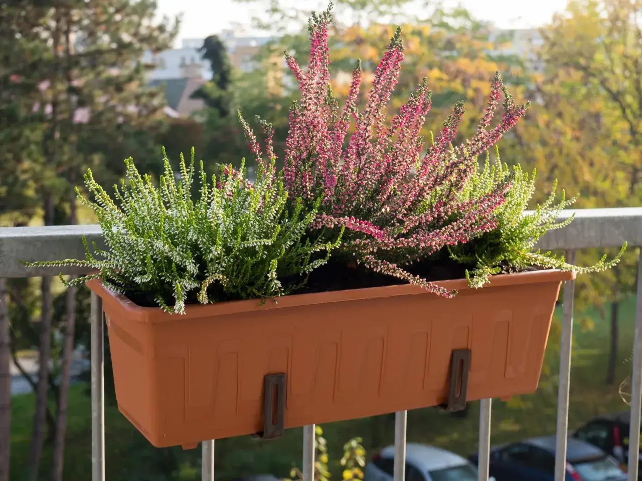 Jesienne, ciekawe kwiaty na balkon: wrzosy w kolorze różowym i białym w brązowej skrzynce, tworzą barwną ozdobę.