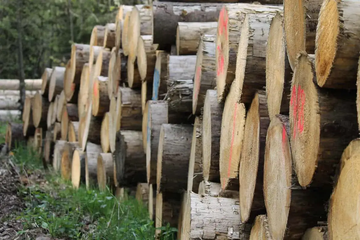 Stos ściętych drzew, które mogą posłużyć jako biomasa.