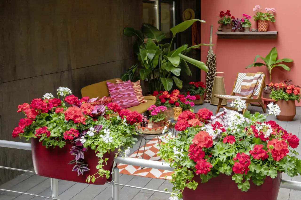 Balkon pełen życia: czerwone i białe pelargonie w bordowych donicach tworzą ciekawe kwiaty na balkon, obok żółtej sofy i fotela.