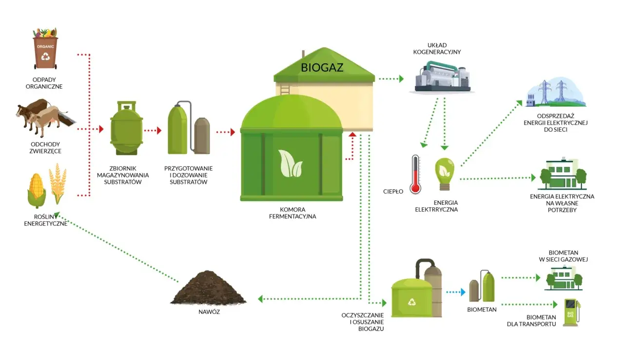 Schemat pokazuje, co to jest biogazownia: od odpadów organicznych, przez fermentację, po produkcję biogazu, energii elektrycznej i cieplnej.